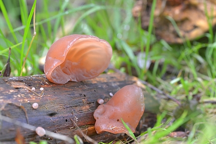 Judasoor (Auricularia auricularia-judae) 10-2017 7315